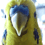 DoomBudgie