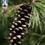 Pinecone3